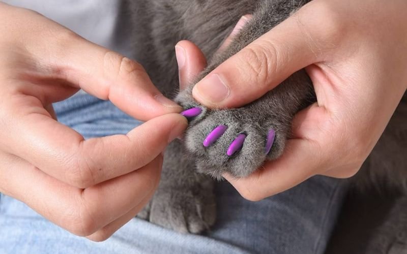 Add Caps On Cat Nails