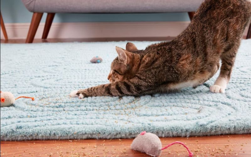 Prevent Cats From Scratching Your Carpet