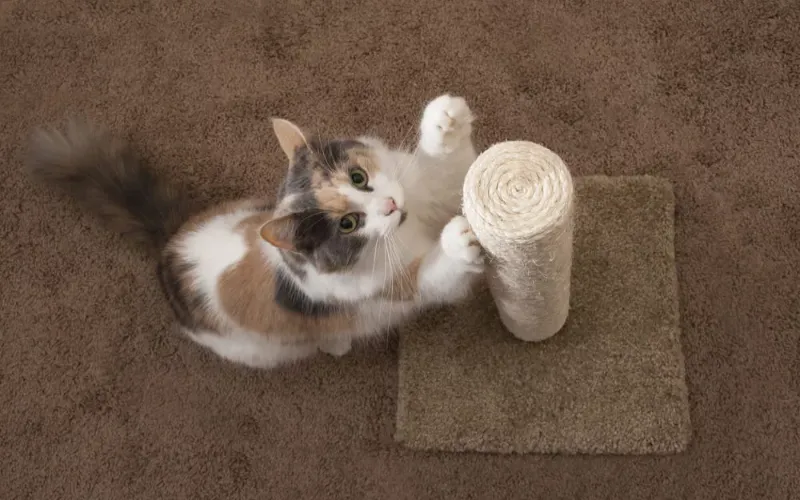 Stop Your Cat From Claw Marking