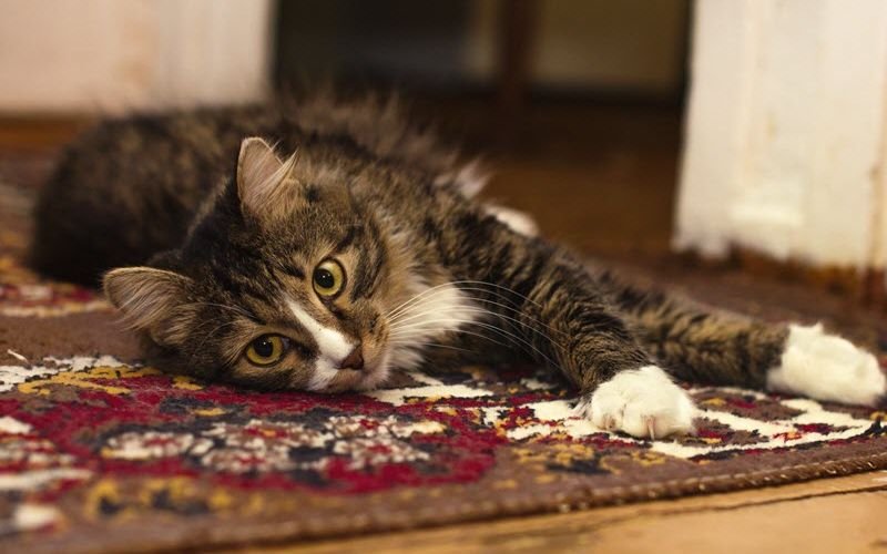 Use Full Tips Prevent Cats From Scratching Your Carpet